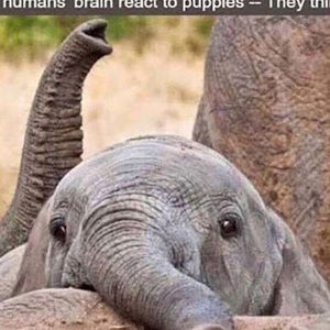 Meet your Posher, Alanis